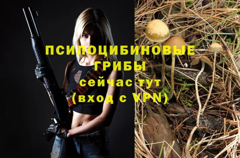 Псилоцибиновые грибы Psilocybe  Череповец 