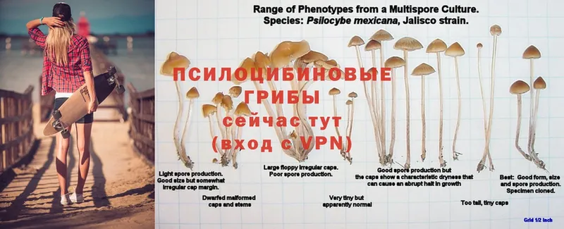 Псилоцибиновые грибы Cubensis Череповец